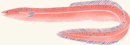 American Eel — an illustrated motif from the Billion Oyster Project mural