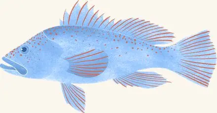 Black Sea Bass — an illustrated motif from the Billion Oyster Project mural