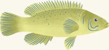 Cunner — an illustrated motif from the Billion Oyster Project mural