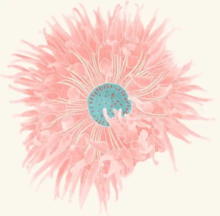 Dahlia Anemone — an illustrated motif from the Billion Oyster Project mural