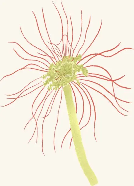 Hydroids — an illustrated motif from the Billion Oyster Project mural