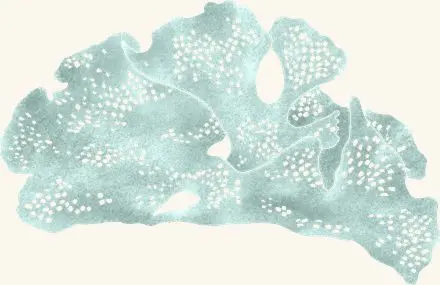 Lacy Bryozoans — an illustrated motif from the Billion Oyster Project mural