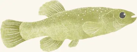 Mummichogs — an illustrated motif from the Billion Oyster Project mural