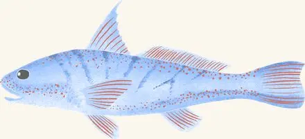 Northern Kingfish — an illustrated motif from the Billion Oyster Project mural
