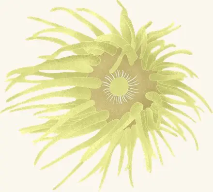 Orange Striped Green Anemone — an illustrated motif from the Billion Oyster Project mural