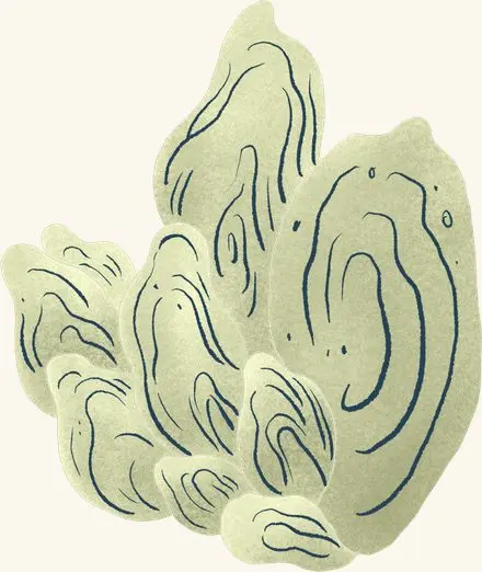 Oyster Clump (tan) — an illustrated motif from the Billion Oyster Project mural