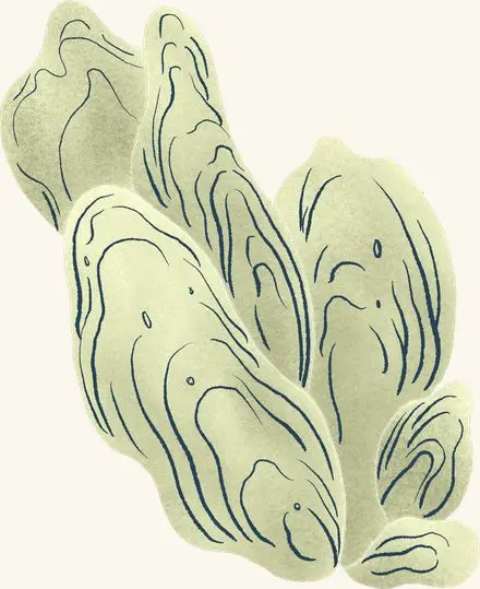 Oyster Clump (tan) — an illustrated motif from the Billion Oyster Project mural