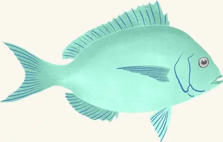 Scup — an illustrated motif from the Billion Oyster Project mural
