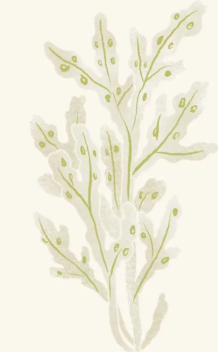 Sea Grass — an illustrated motif from the Billion Oyster Project mural