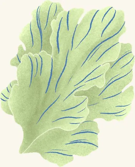 Sea Lettuce — an illustrated motif from the Billion Oyster Project mural