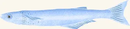 Silverside — an illustrated motif from the Billion Oyster Project mural