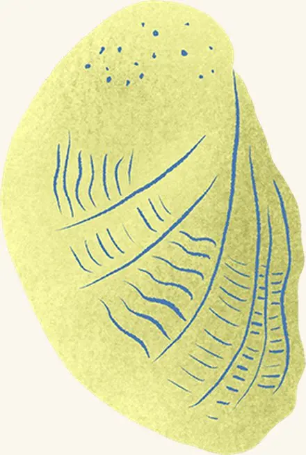 Slipper Snail — an illustrated motif from the Billion Oyster Project mural