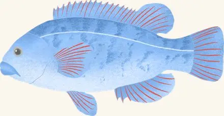 Tautog — an illustrated motif from the Billion Oyster Project mural
