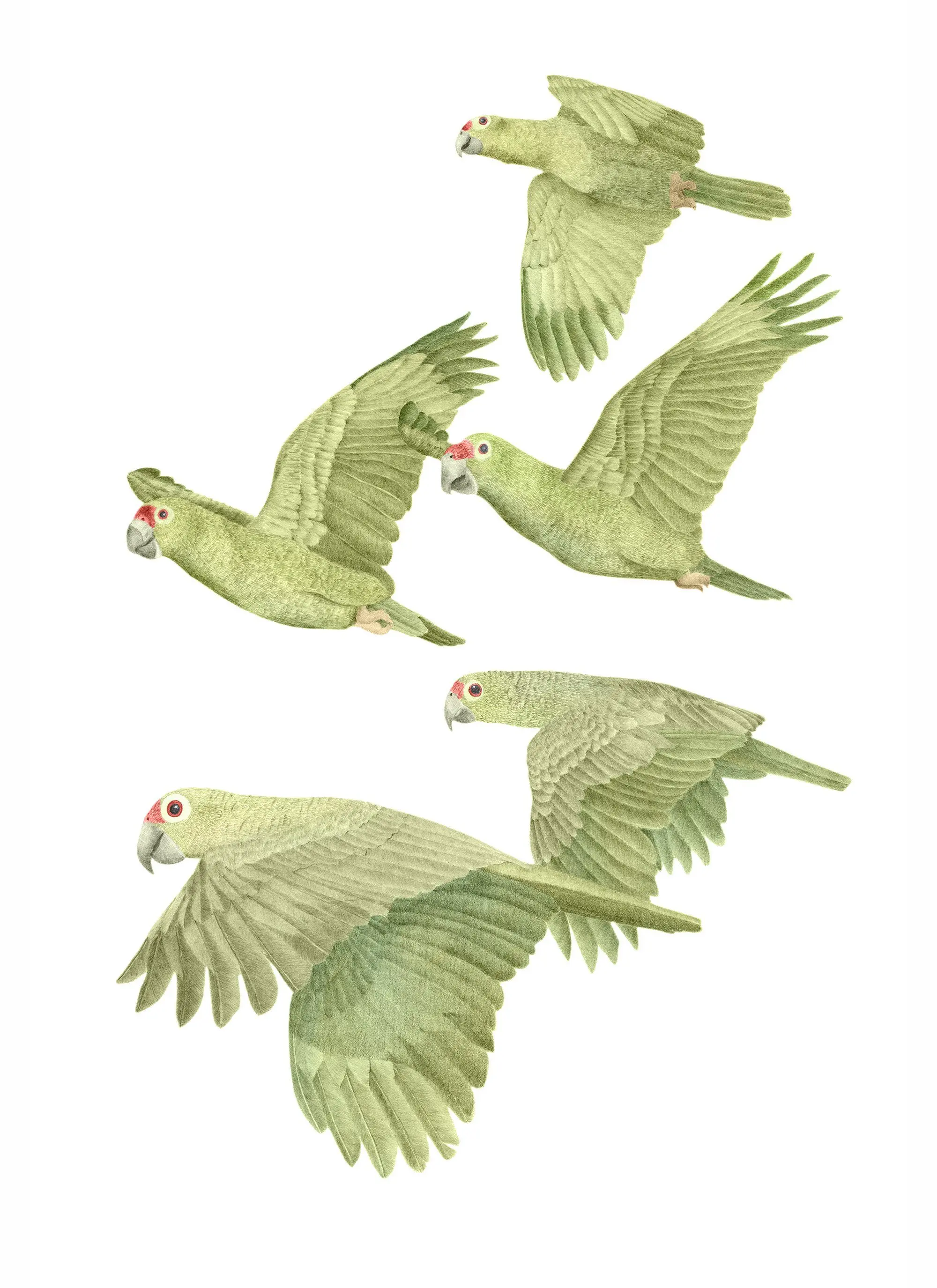 A watercolour illustration of four red-lored parrots in flight, wings spread