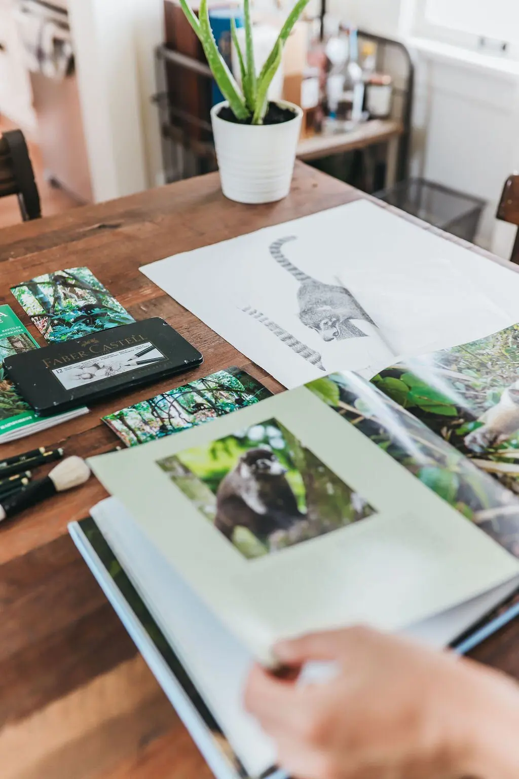 An open wildlife field guide and printed reference photos of monkeys spread across a wooden desk