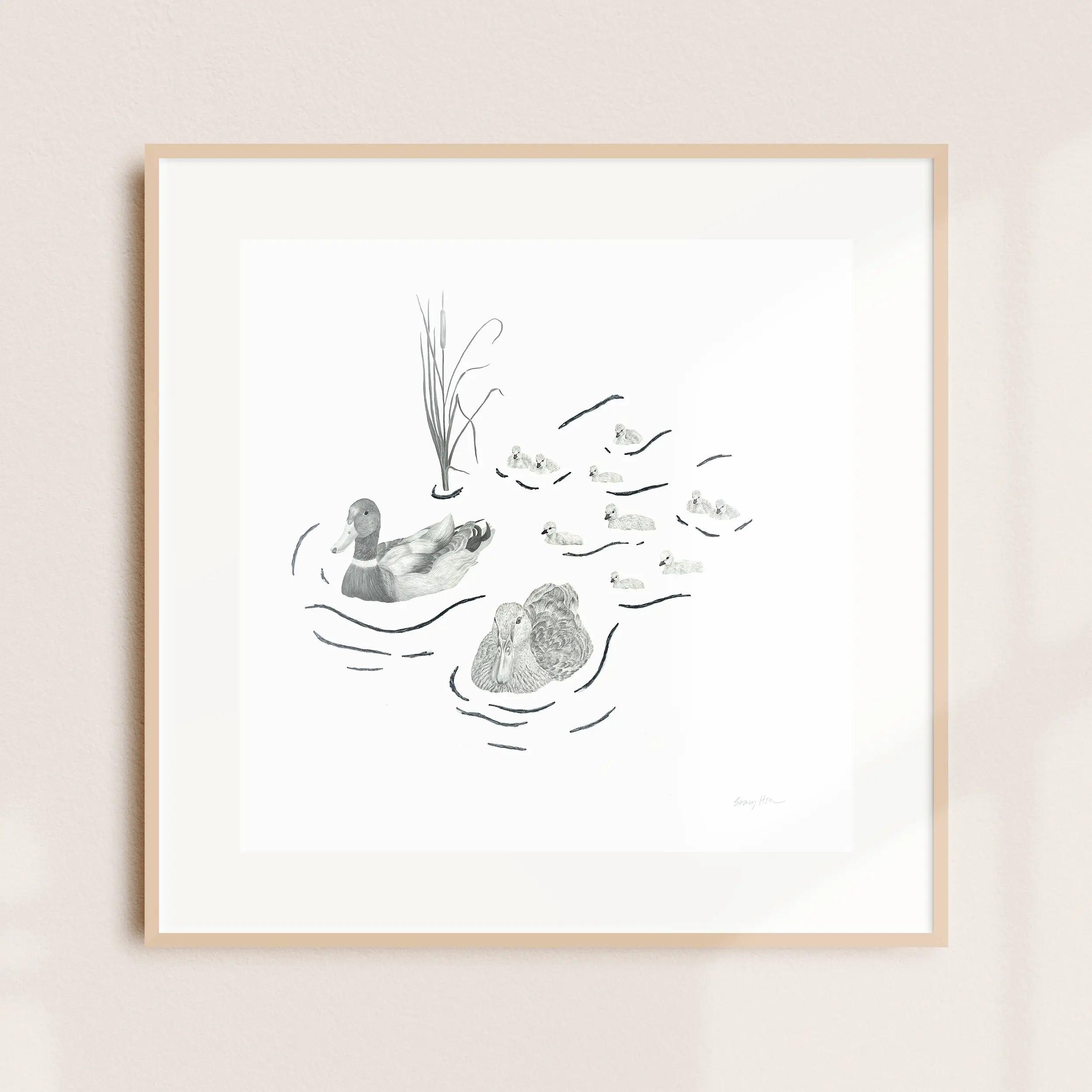 A framed illustration of a mallard with ducklings swimming