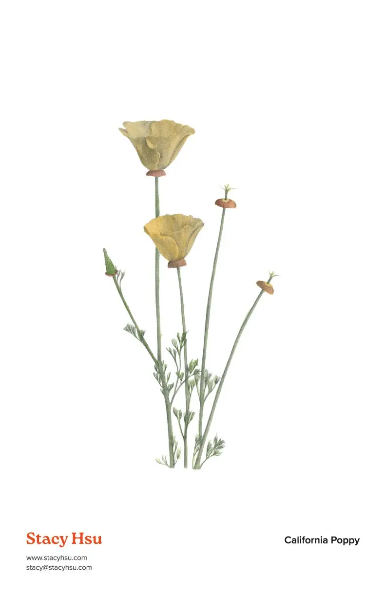 California Poppy