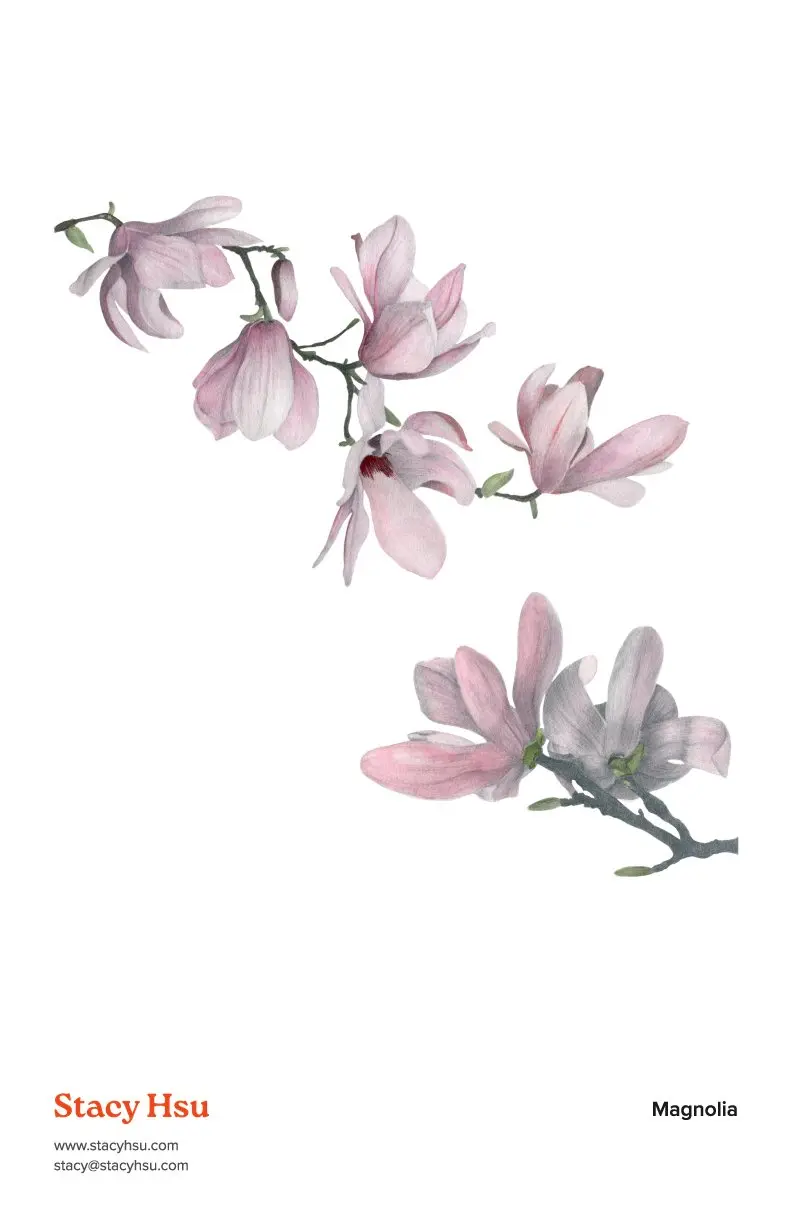 Magnolia