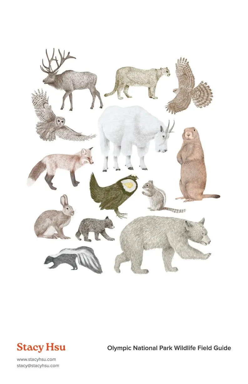 Olympic National Park Wildlife Field Guide