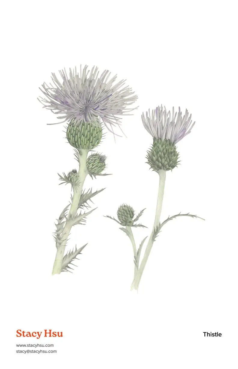 Thistle