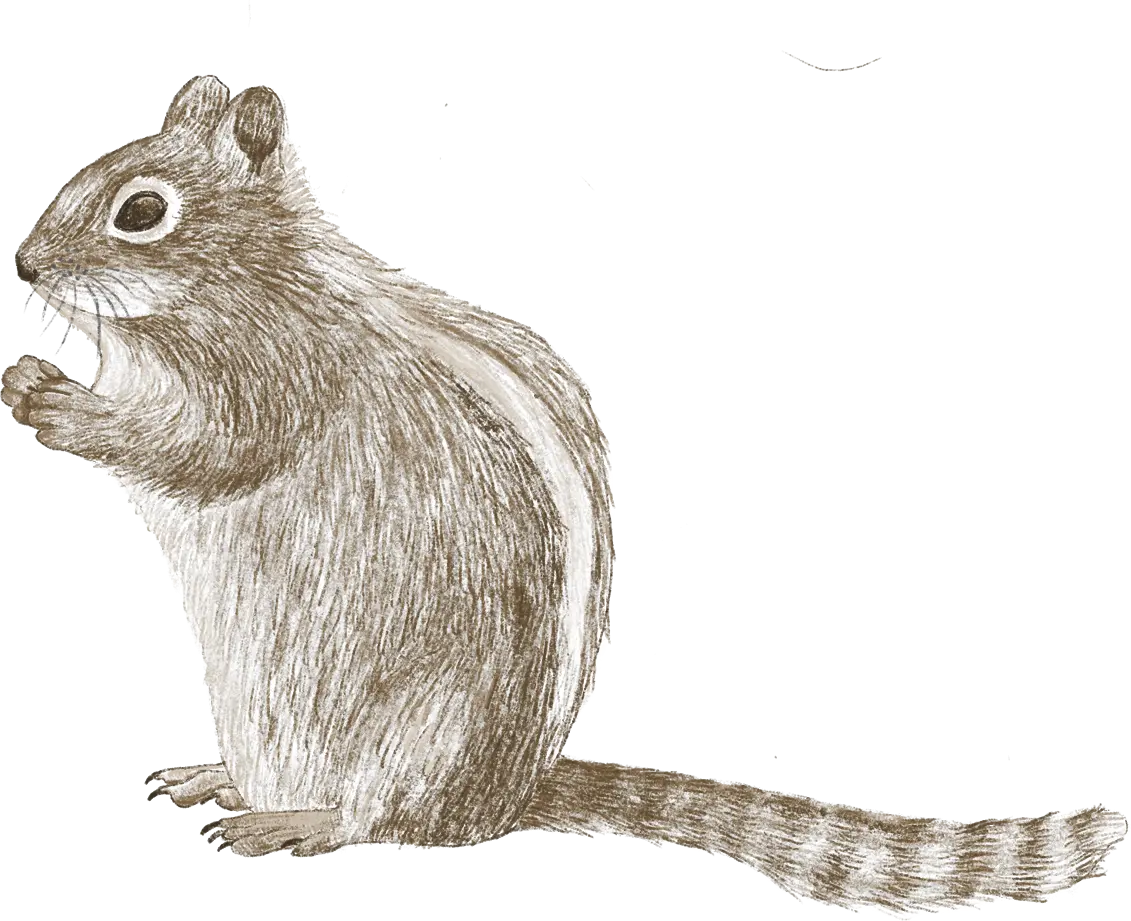 A chipmunk