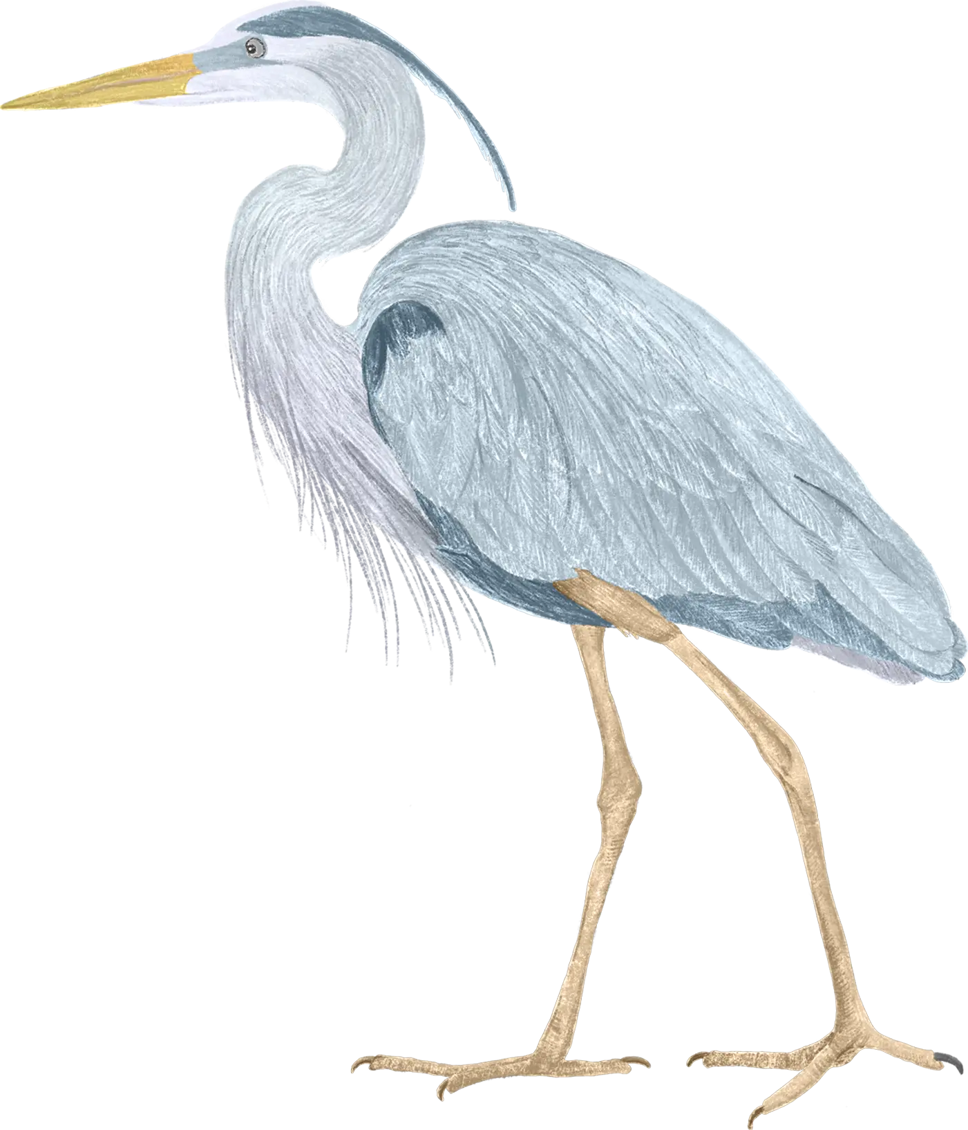 A great blue heron