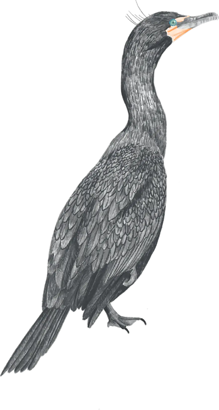 A cormorant