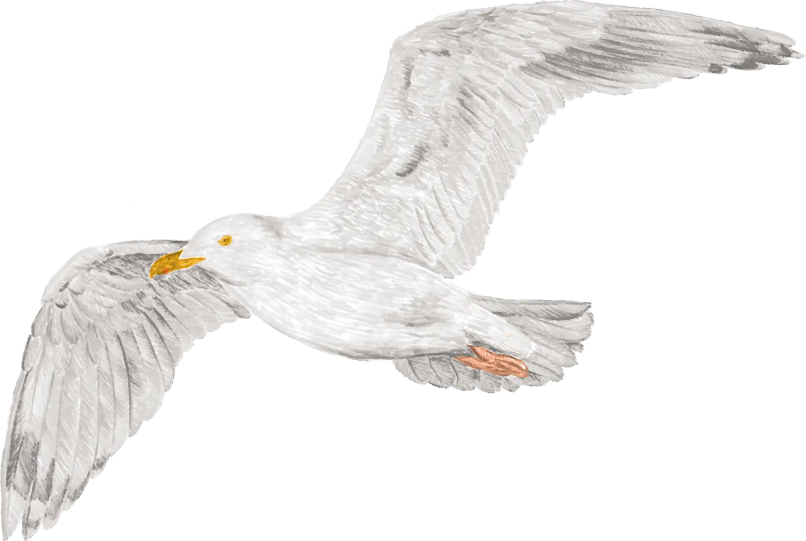 A gull in flight