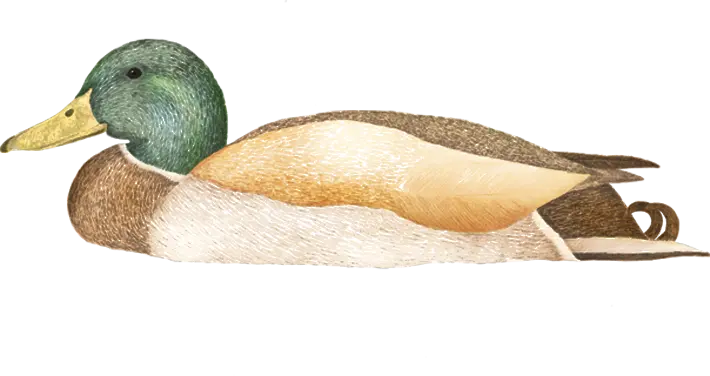 A mallard duck