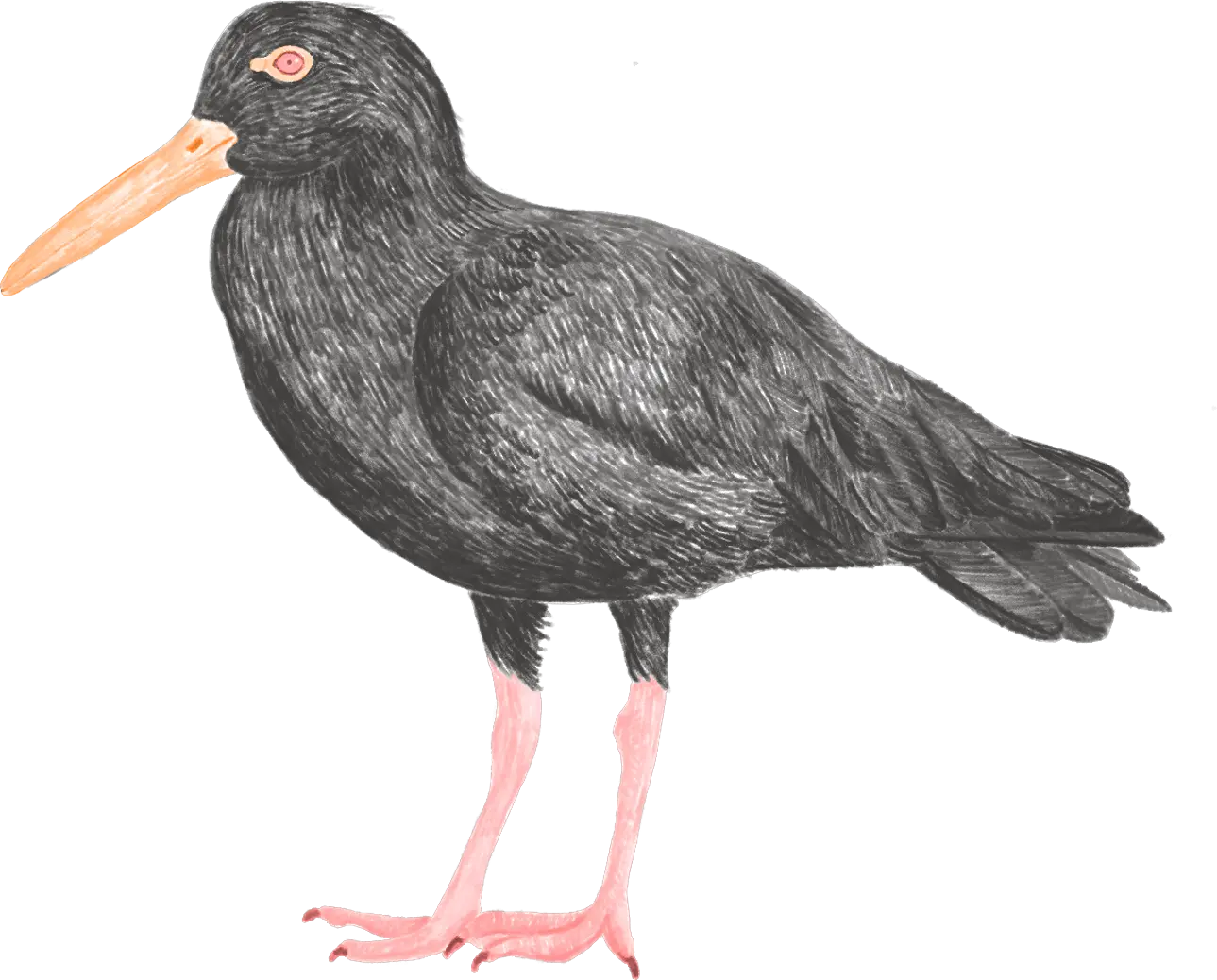A black oystercatcher