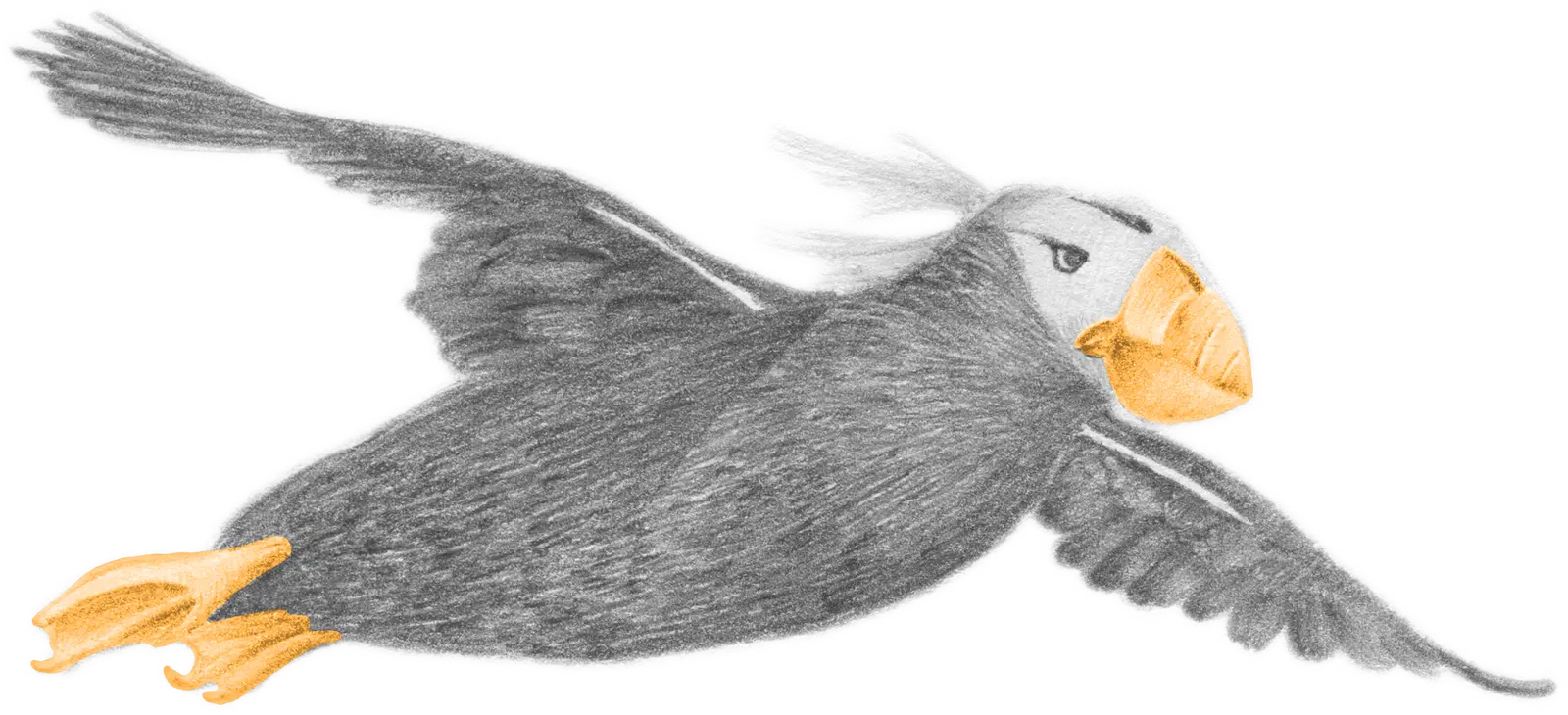 A tufted puffin in flight