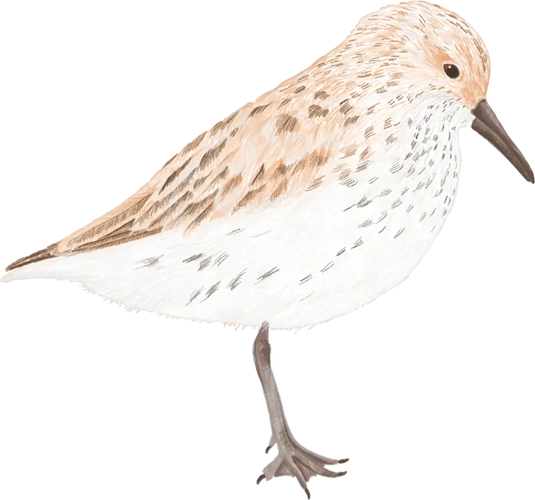 A sandpiper