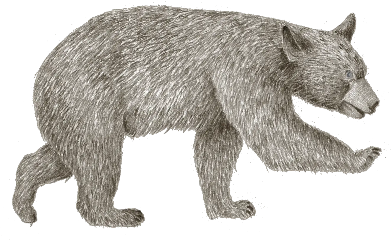 A black bear