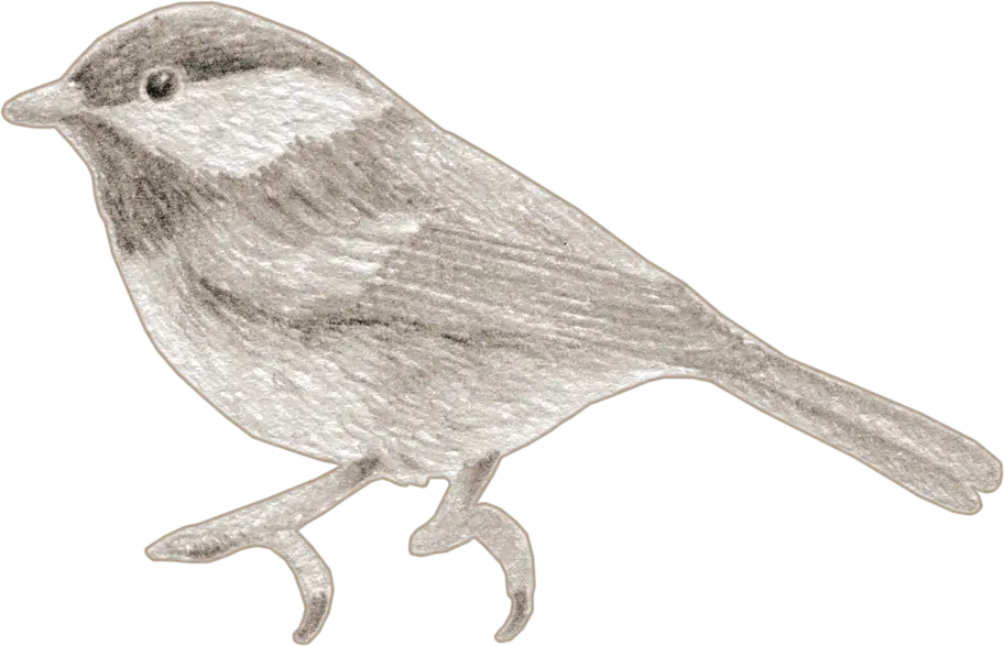 A chickadee