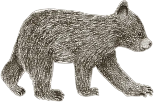 A black bear cub