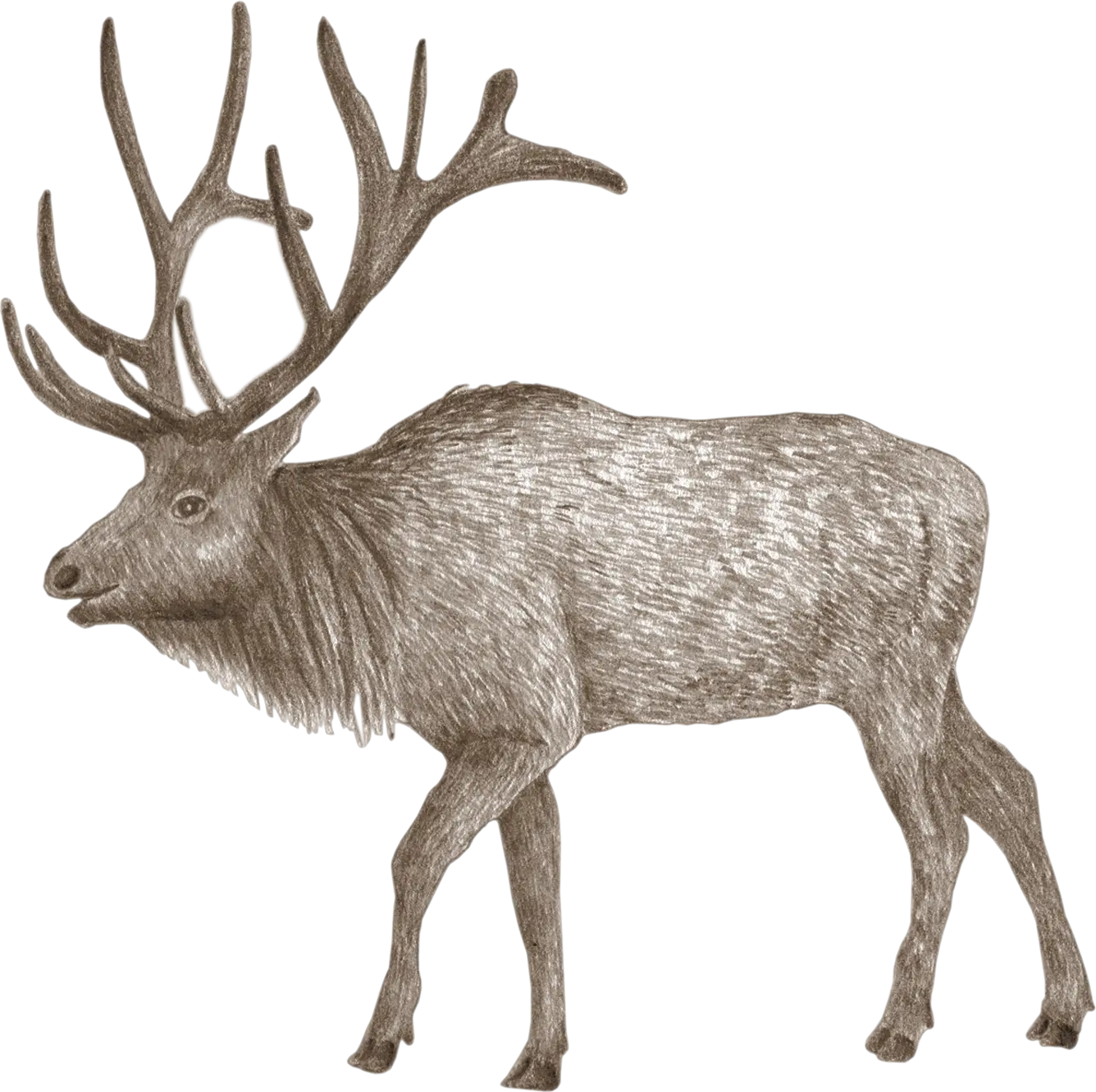 A Roosevelt elk