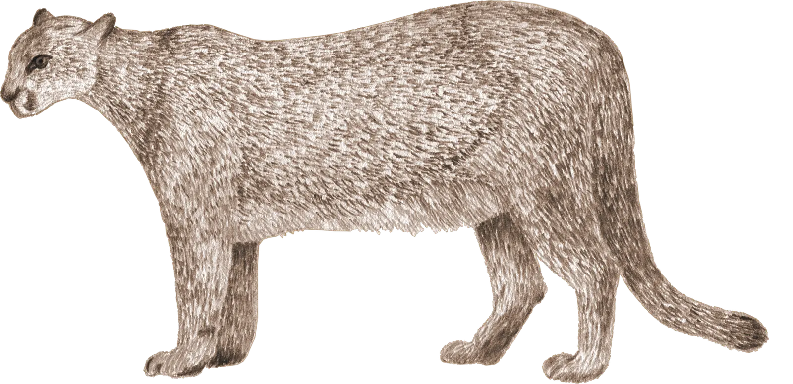 A cougar