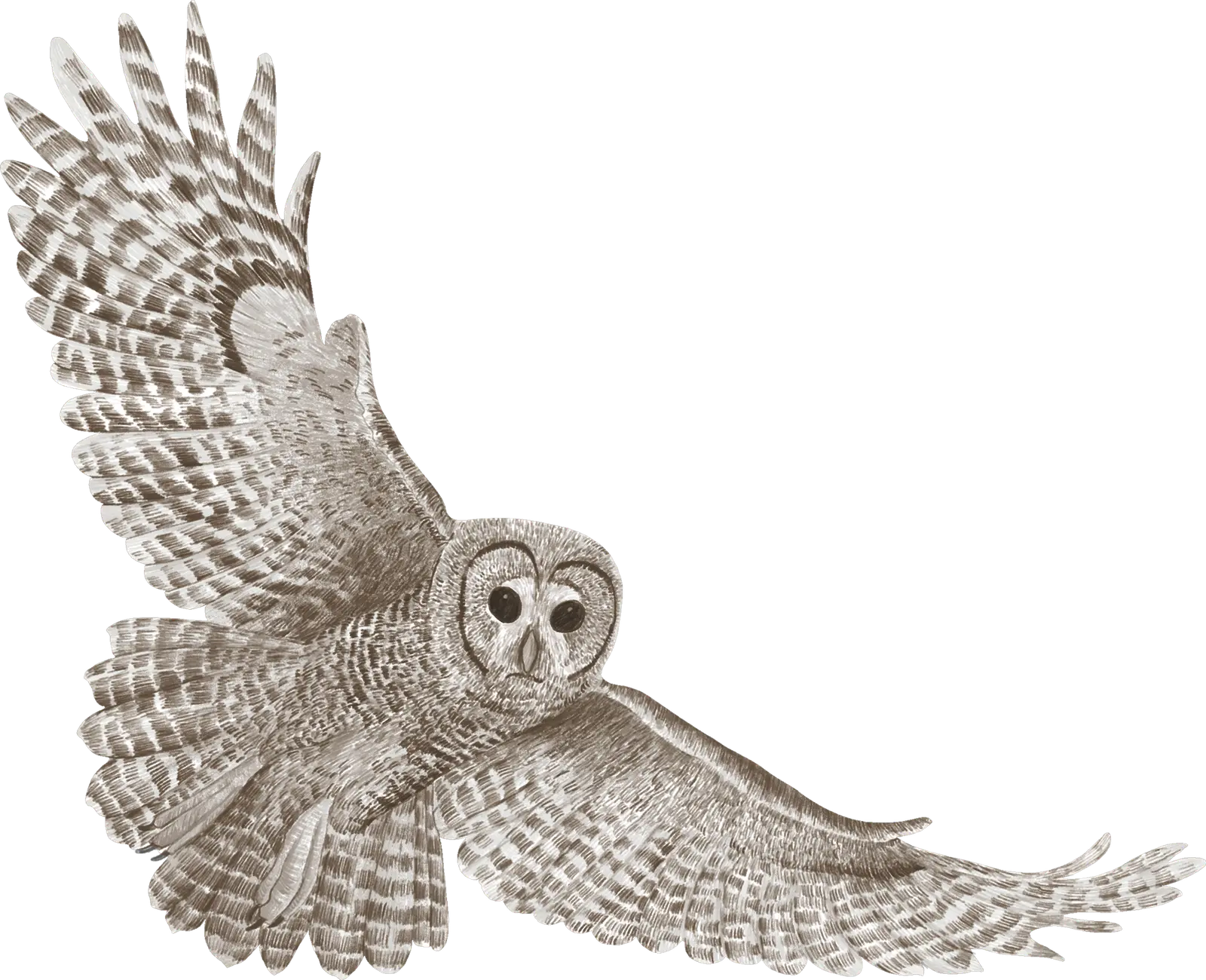A great gray owl in flight