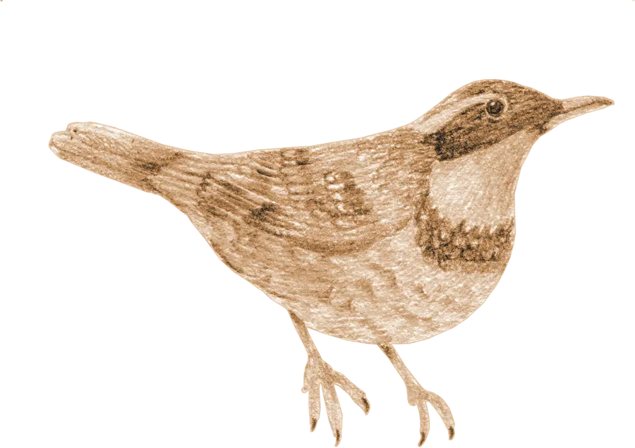 A varied thrush