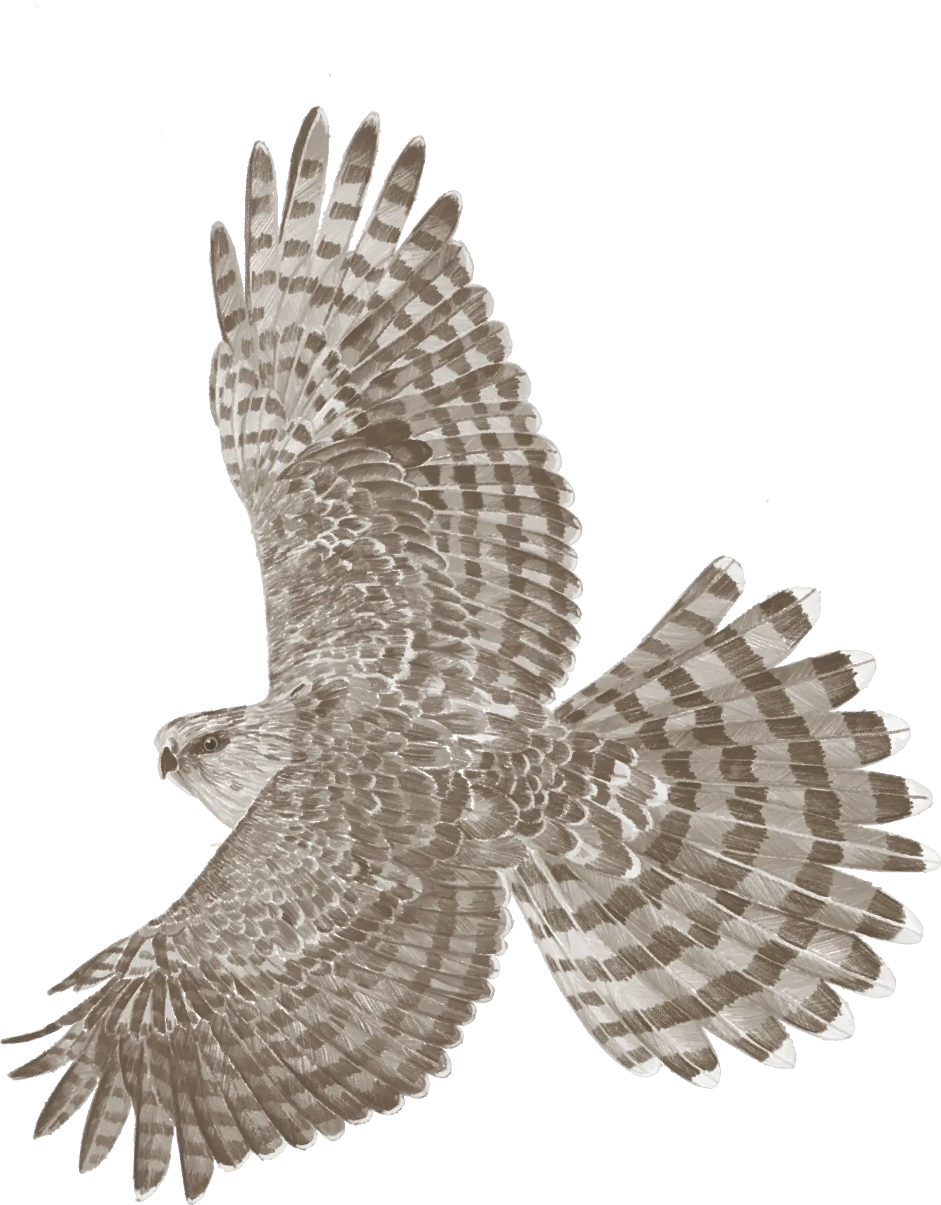 A hawk in flight