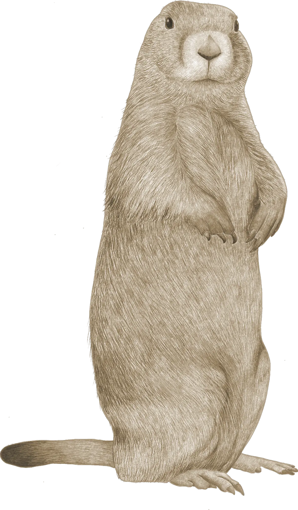 A marmot standing upright
