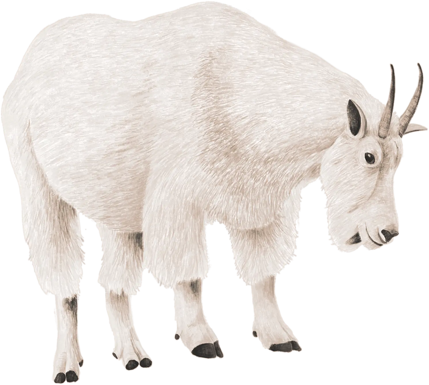 A mountain goat grazing