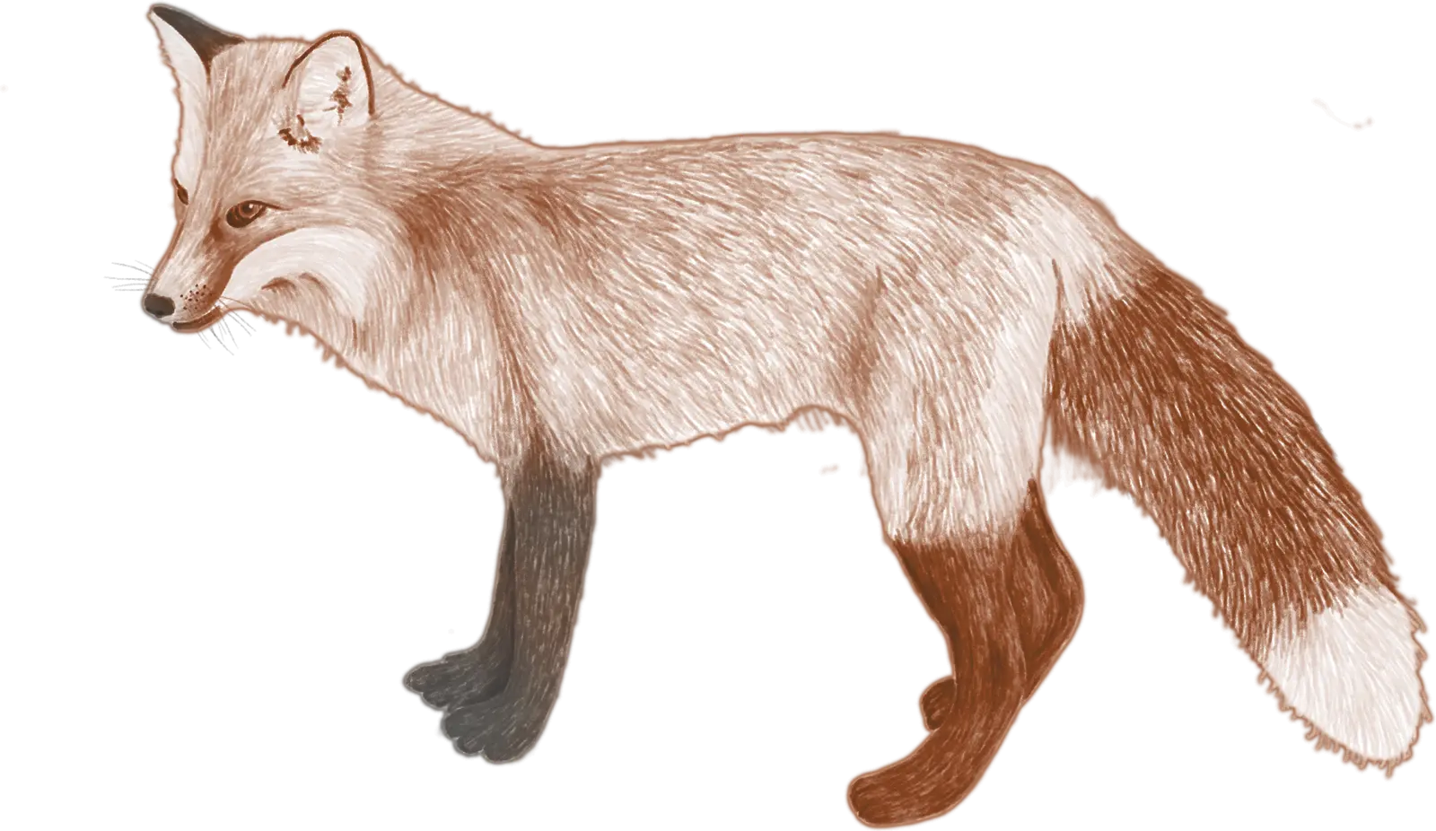 A red fox