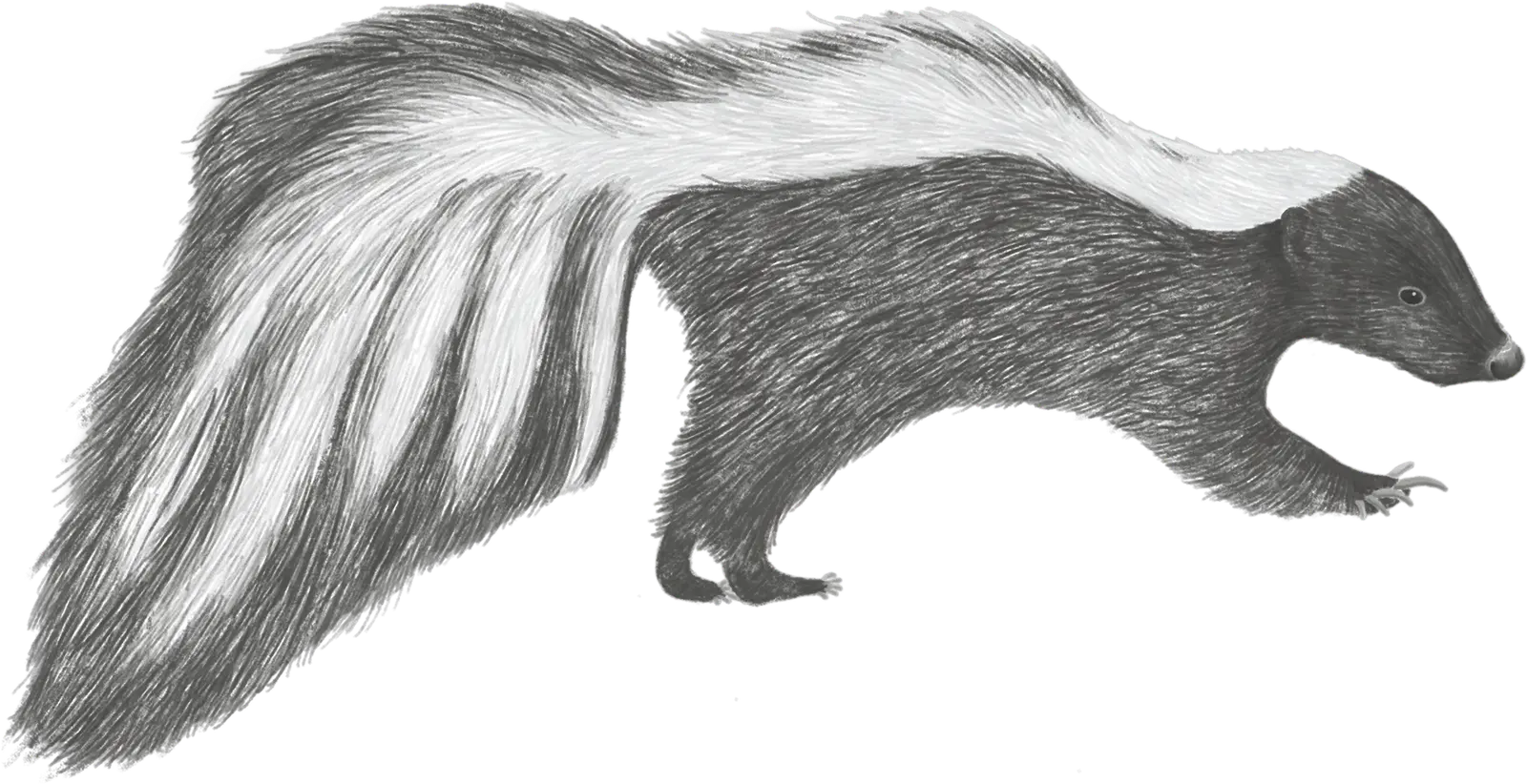 A striped skunk