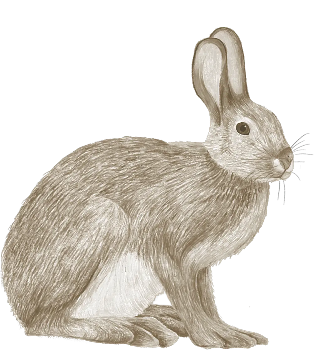 A snowshoe hare among wildflowers