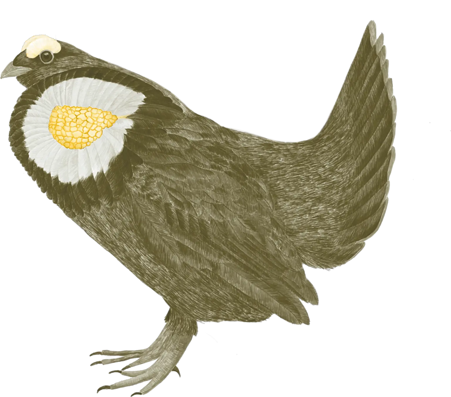 A sooty grouse