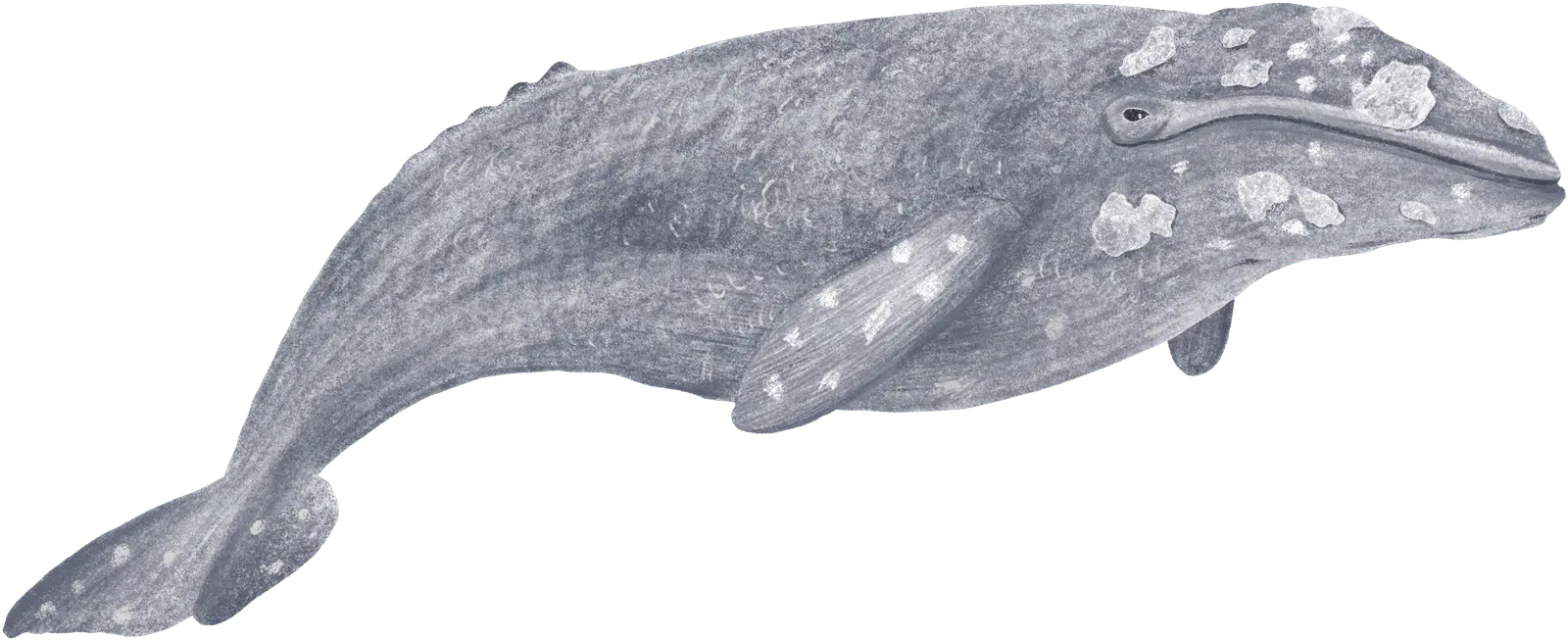 A gray whale
