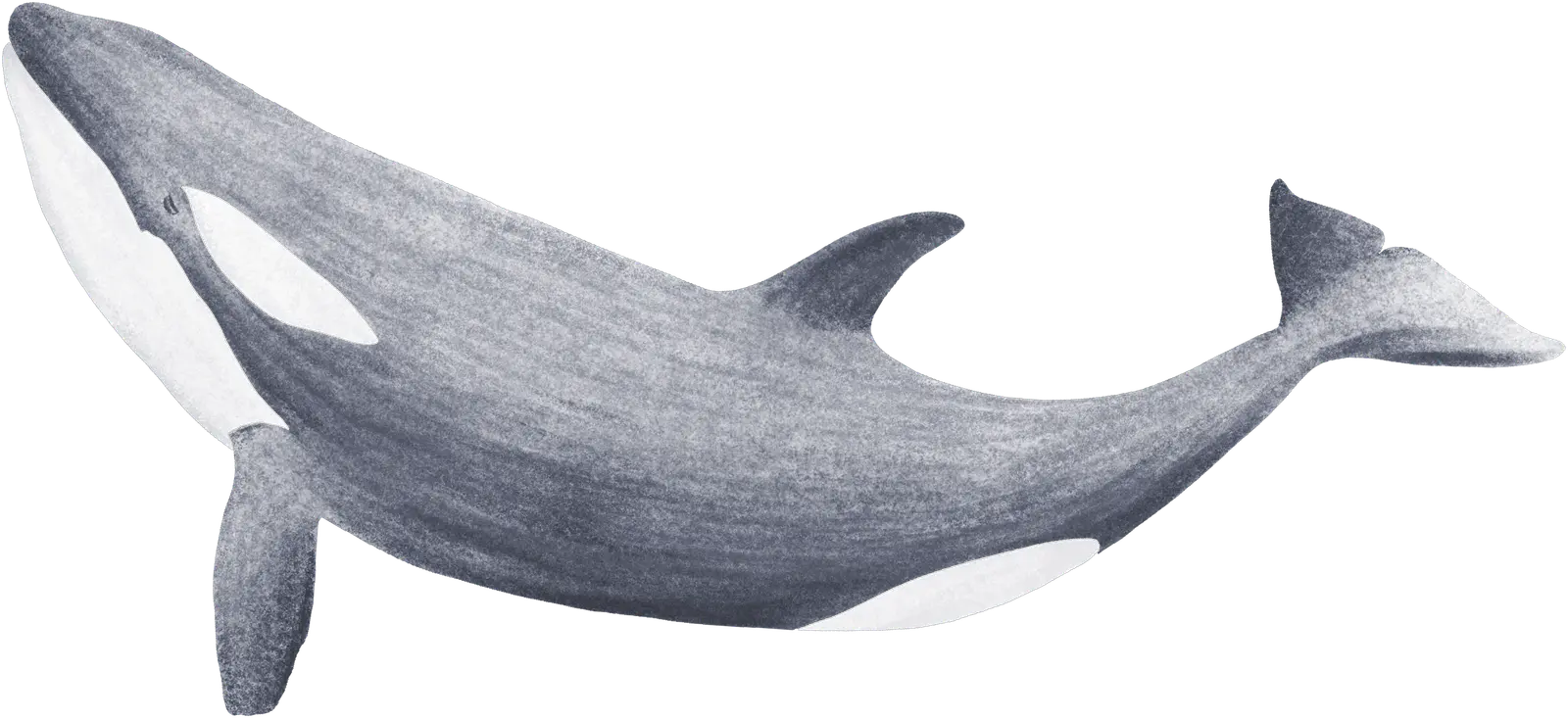 An orca