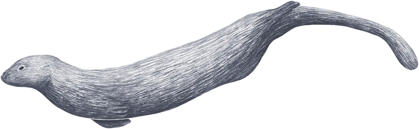 A sea otter