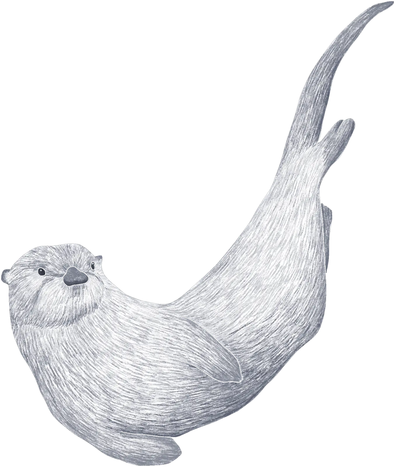 A sea otter floating